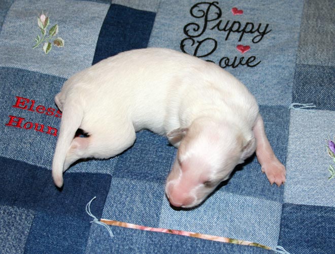 Puppy 6 - White Boy Face